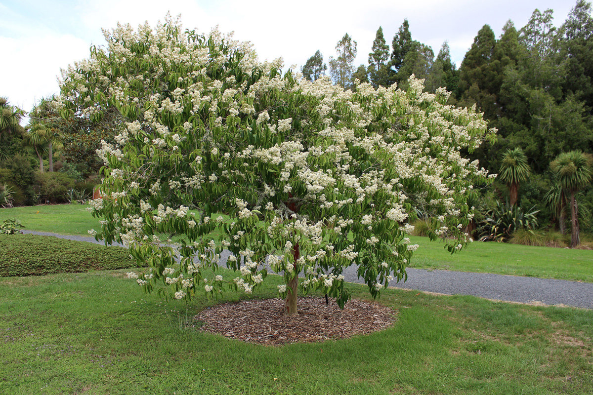 Lagerstroemia fauriei (13) JPG.jpg